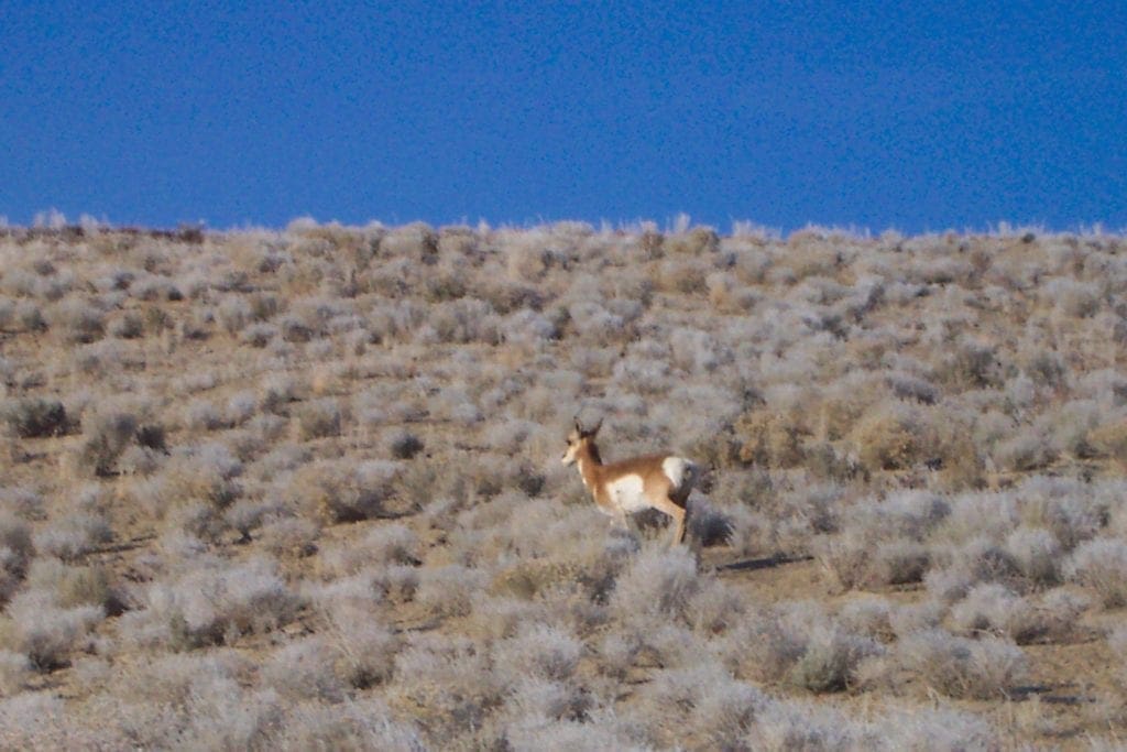Large view of 80.00 Treed Acres in Northeast Nevada near Carlin & Elko with Seasonal Stream & Tons of Wildlife Photo 2