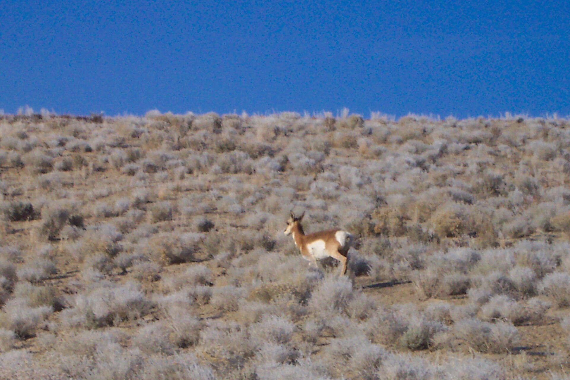 10.10 ACRES IN GORGEOUS BOX ELDER COUNTY, UTAH NEAR SAWTOOTH NAT. FOREST photo 7