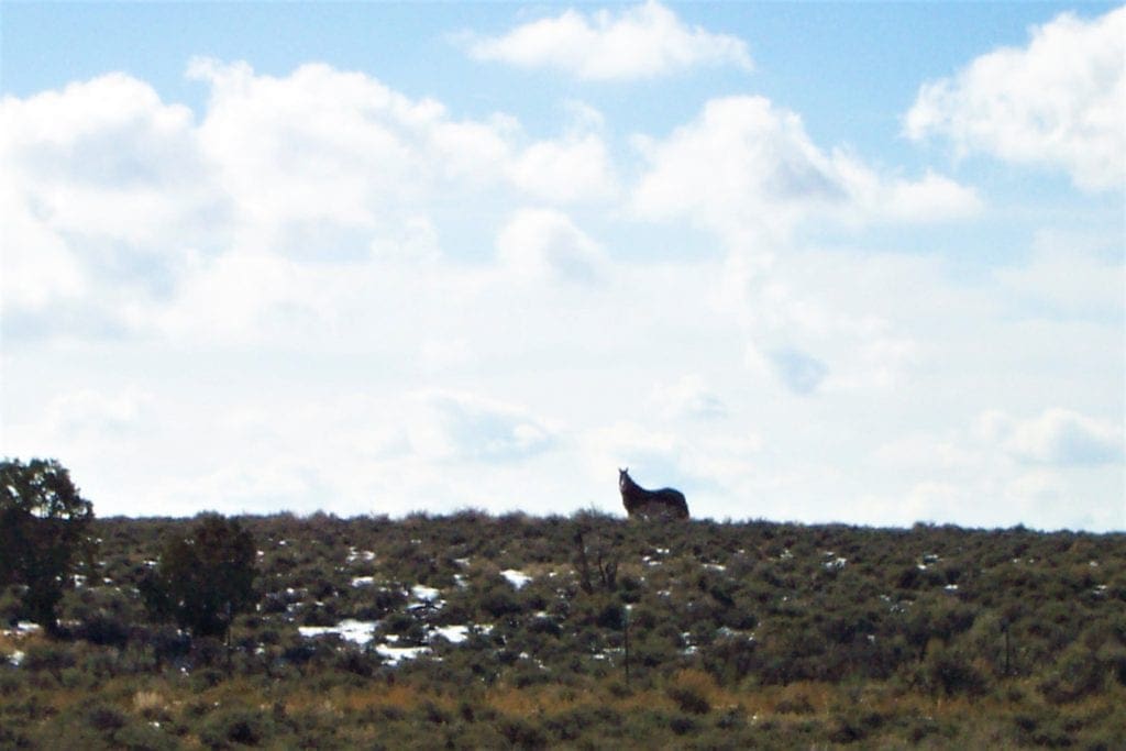 Large view of 80.00 Treed Acres in Northeast Nevada near Carlin & Elko with Seasonal Stream & Tons of Wildlife Photo 3