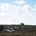 Thumbnail of 80.00 Treed Acres in Northeast Nevada near Carlin & Elko with Seasonal Stream & Tons of Wildlife Photo 3