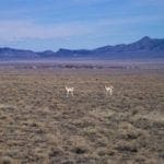 Thumbnail of Great location to Escape City Life in Central Nevada 2 Adjoining Lots for sale Near Town Photo 9