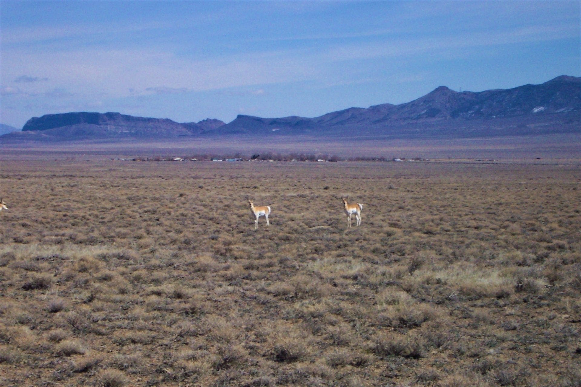 Great location to Escape City Life in Central Nevada 2 Adjoining Lots for sale Near Town photo 9