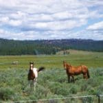 Thumbnail of 1.49 ACRES~BEAUTIFUL OREGON PINES CORNER PARCEL WITH 360 DEGREE VALLEY AND MOUNTAIN VIEWS. Photo 1
