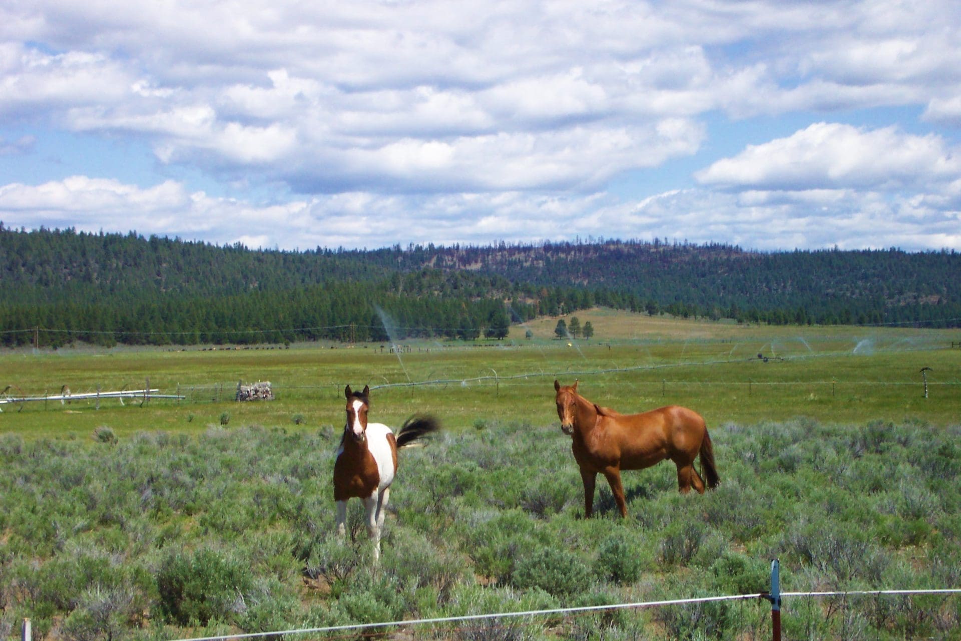 1.49 ACRES~BEAUTIFUL OREGON PINES CORNER PARCEL WITH 360 DEGREE VALLEY AND MOUNTAIN VIEWS. photo 1