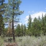 Thumbnail of 2.34 Acre KFFE Highway 66 Unit Acreage with Timber and Buildable. Photo 12