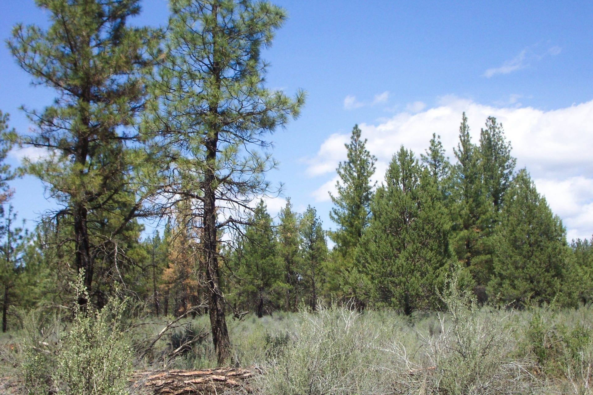 2.34 Acre KFFE Highway 66 Unit Acreage with Timber and Buildable. photo 12