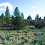 Thumbnail of 2.34 Acre KFFE Highway 66 Unit Acreage with Timber and Buildable. Photo 8