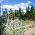 Thumbnail of 2.34 Acre KFFE Highway 66 Unit Acreage with Timber and Buildable. Photo 7