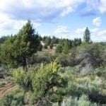 Thumbnail of 2.34 Acre KFFE Highway 66 Unit Acreage with Timber and Buildable. Photo 5