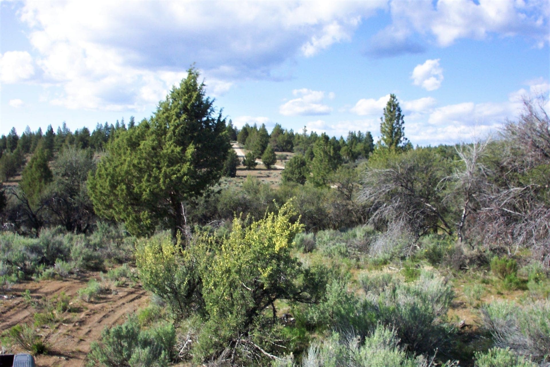 2.34 Acre KFFE Highway 66 Unit Acreage with Timber and Buildable. photo 5