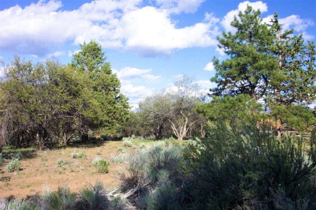 Large view of 2.34 Acre KFFE Highway 66 Unit Acreage with Timber and Buildable. Photo 4