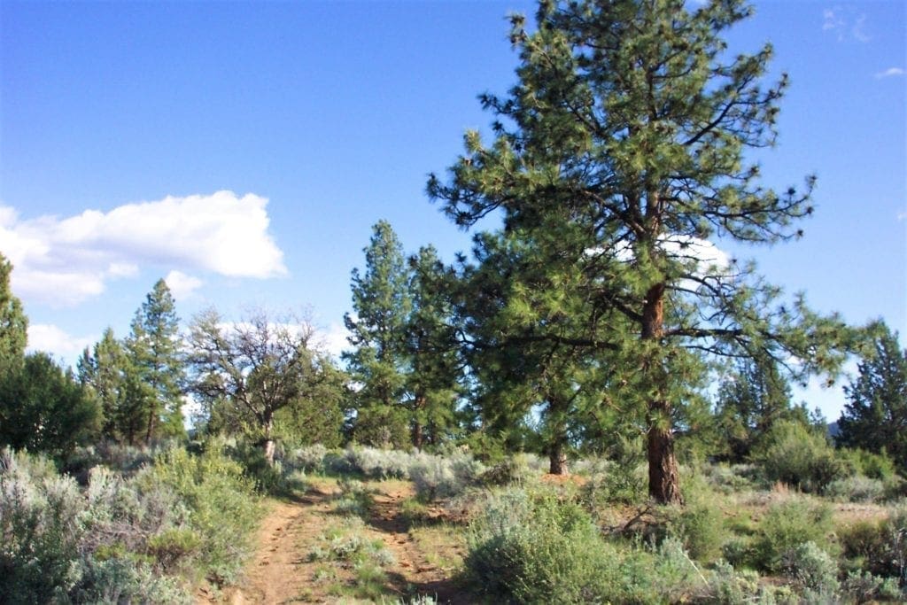 Large view of 2.34 Acre KFFE Highway 66 Unit Acreage with Timber and Buildable. Photo 1