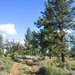 Thumbnail of 2.34 Acre KFFE Highway 66 Unit Acreage with Timber and Buildable. Photo 1