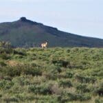Thumbnail of 40.00 HUGE TIMBERED ACRES ON THE MOUNTAIN FEET FROM THE UTAH BORDER ADJOINING PUBLIC LANDS WITH MAJOR ELK & DEER GAME TRAIL THROUGH PROPERTY IN ELKO COUNTY, NEVADA Photo 1
