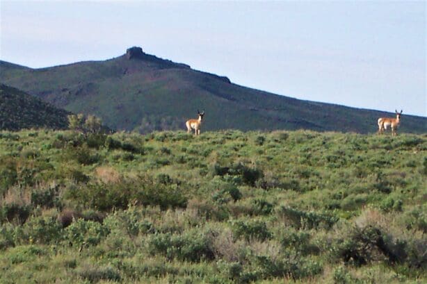 40.00 HUGE TIMBERED ACRES ON THE MOUNTAIN FEET FROM THE UTAH BORDER ADJOINING PUBLIC LANDS WITH MAJOR ELK & DEER GAME TRAIL THROUGH PROPERTY IN ELKO COUNTY, NEVADA