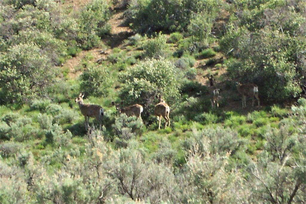 Large view of 40.00 HUGE TIMBERED ACRES ON THE MOUNTAIN FEET FROM THE UTAH BORDER ADJOINING PUBLIC LANDS WITH MAJOR ELK & DEER GAME TRAIL THROUGH PROPERTY IN ELKO COUNTY, NEVADA Photo 2