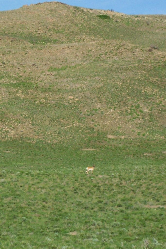 Large view of 80.00 Treed Acres in Northeast Nevada near Carlin & Elko with Seasonal Stream & Tons of Wildlife Photo 7