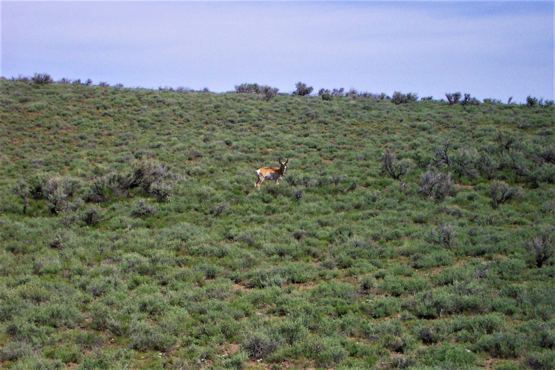 Very Rare Great Building Lot in Wild Horse, NV! Only 1 Mile from Reservoir! photo 25