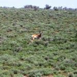 Thumbnail of Great location to Escape City Life in Central Nevada 2 Adjoining Lots for sale Near Town Photo 1