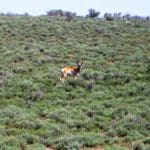 Thumbnail of 1.290 ACRES IN ELKO COUNTY, NEVADA WITH VIEWS OF CITY LIGHTS AND RIVER VALLEY. Photo 4