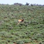 Thumbnail of 2 lots! 0.51 Acres Nevelco Unit #2 in Eureka County, Nevada Photo 9