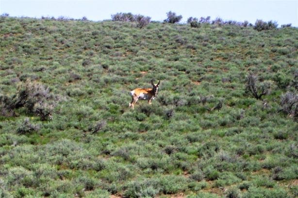 2 lots! 0.51 Acres Nevelco Unit #2 in Eureka County, Nevada photo 9