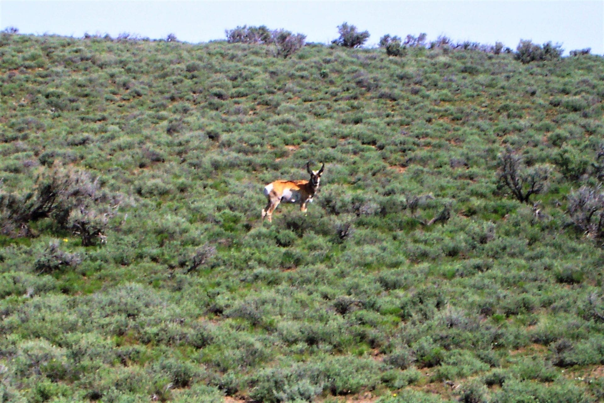 Great location to Escape City Life in Central Nevada 2 Adjoining Lots for sale Near Town photo 1