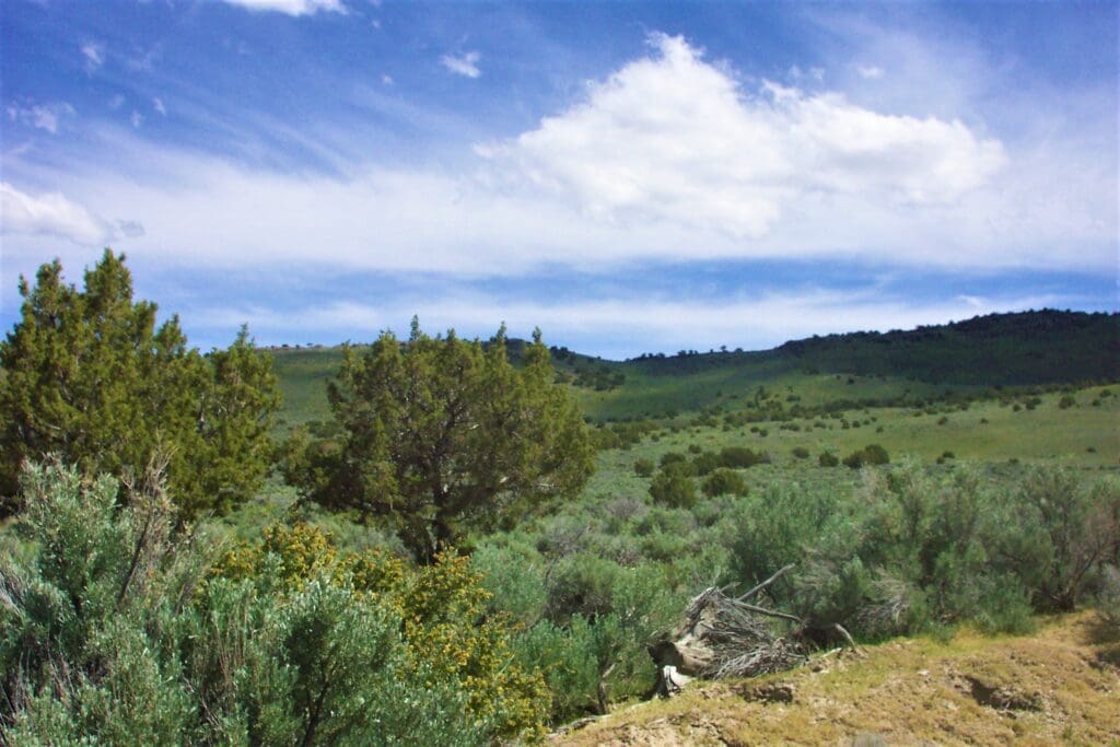 Large view of 40.00 HUGE TIMBERED ACRES ON THE MOUNTAIN FEET FROM THE UTAH BORDER ADJOINING PUBLIC LANDS WITH MAJOR ELK & DEER GAME TRAIL THROUGH PROPERTY IN ELKO COUNTY, NEVADA Photo 4