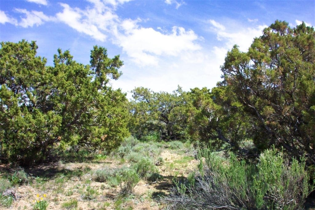 Large view of 80.00 Treed Acres in Northeast Nevada near Carlin & Elko with Seasonal Stream & Tons of Wildlife Photo 5