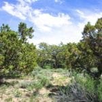 Thumbnail of 80.00 Treed Acres in Northeast Nevada near Carlin & Elko with Seasonal Stream & Tons of Wildlife Photo 5