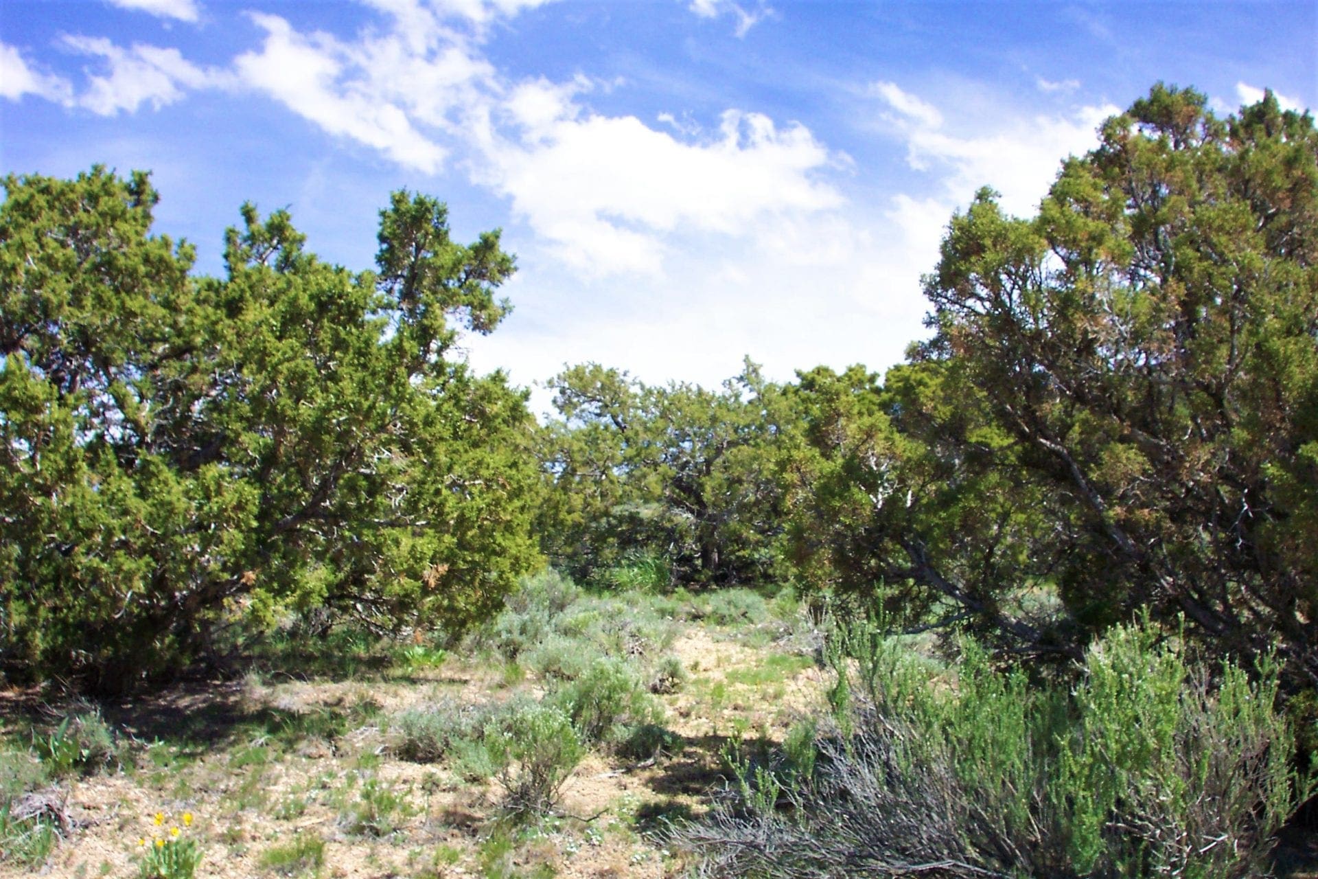 80.00 Treed Acres in Northeast Nevada near Carlin & Elko with Seasonal Stream & Tons of Wildlife photo 5