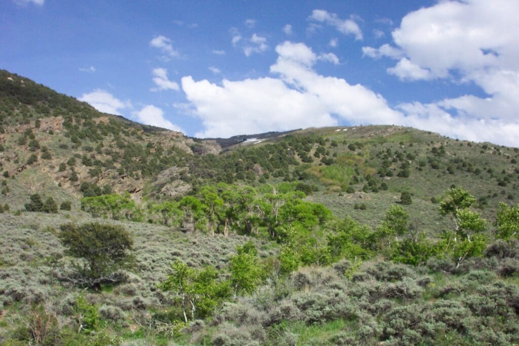 Large view of 40.00 HUGE TIMBERED ACRES ON THE MOUNTAIN FEET FROM THE UTAH BORDER ADJOINING PUBLIC LANDS WITH MAJOR ELK & DEER GAME TRAIL THROUGH PROPERTY IN ELKO COUNTY, NEVADA Photo 5