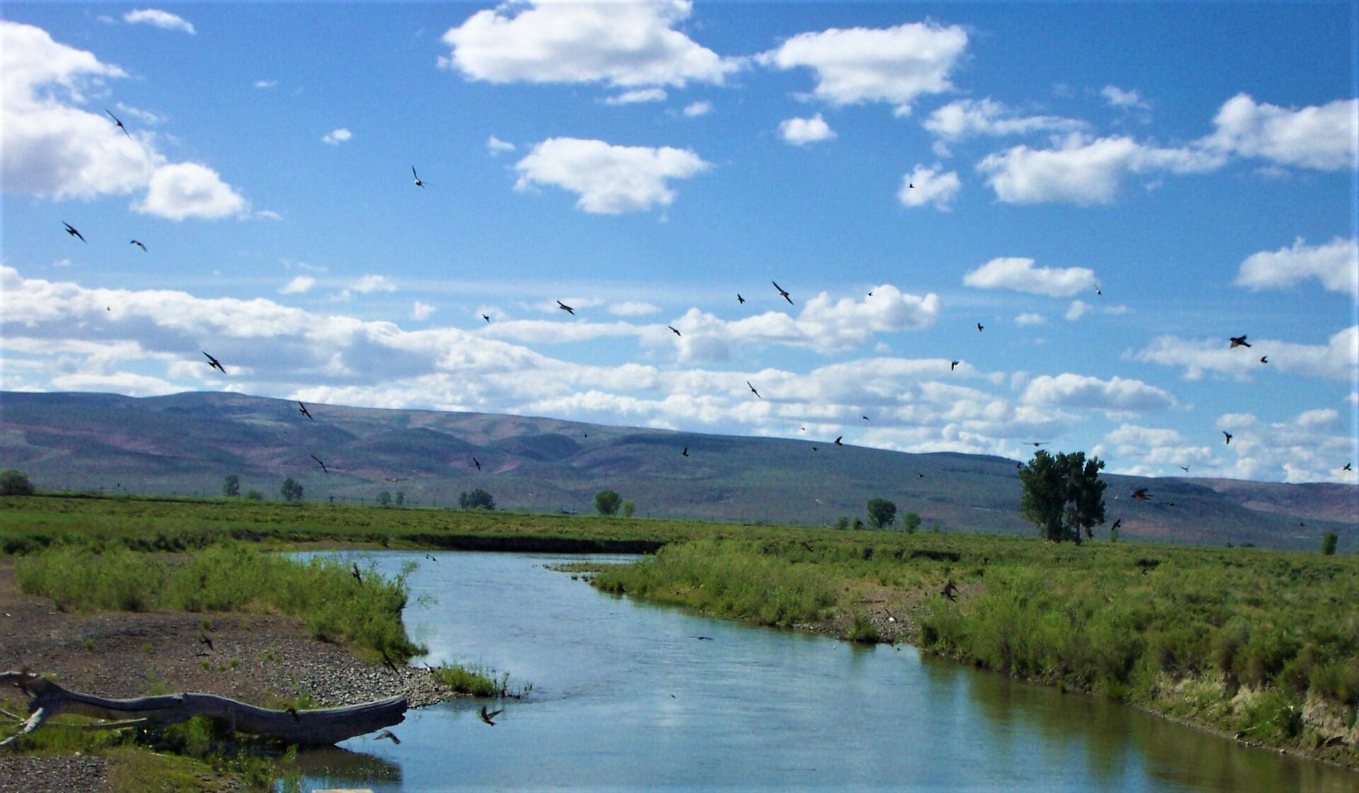 4.3 ACRES~EUREKA CO, NEVADA~GORGEOUS MINI RANCH EAST OF CRESCENT VALLEY~AMAZING MT. TENABO (9171 FT) VIEWS~ANTELOPE, DEER & ELK COUNTRY! photo 5