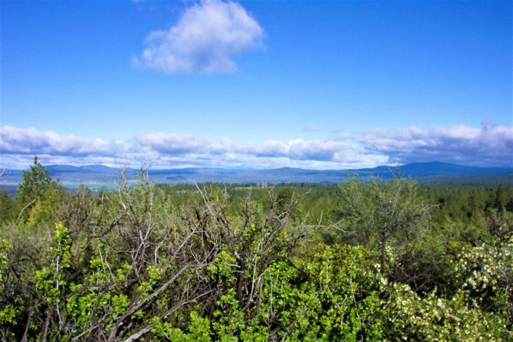 Large view of 1.54 ACRES IN BEAUTIFUL OREGON PINES THAT ADJOINS THE FREMONT-WINEMA NATIONAL FOREST PRIVATE ACCESS TO MIILIONS OF ACRES OF PLAYGROUND Photo 4