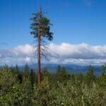 Thumbnail of 4.70 ACRES~GORGEOUS OREGON RANCH LAND LOADED WITH OLD GROWTH TIMBER NEAR CALIFORNIA BORDER Photo 5
