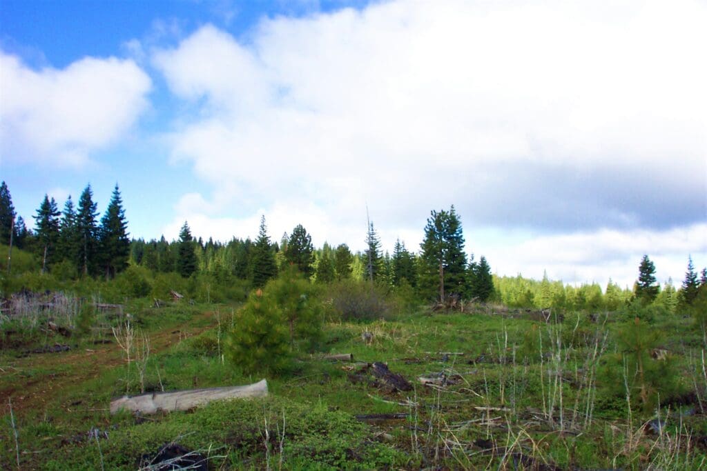 Large view of 10.16 MAGICAL ACRES IN KLAMATH COUNTY OREGON – TIMBERED NEAR NATIONAL FOREST AND CALIFORNIA BORDER Photo 8