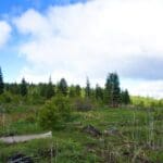 Thumbnail of 10.16 MAGICAL ACRES IN KLAMATH COUNTY OREGON – TIMBERED NEAR NATIONAL FOREST AND CALIFORNIA BORDER Photo 8