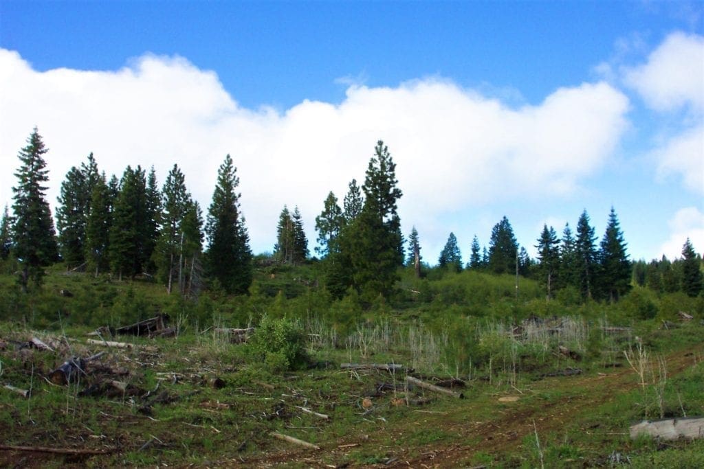 Large view of Gorgeous 10 Acre Ranchette Near Crater Lake with Old Growth Timber Photo 3