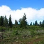 Thumbnail of Gorgeous 10 Acre Ranchette Near Crater Lake with Old Growth Timber Photo 3