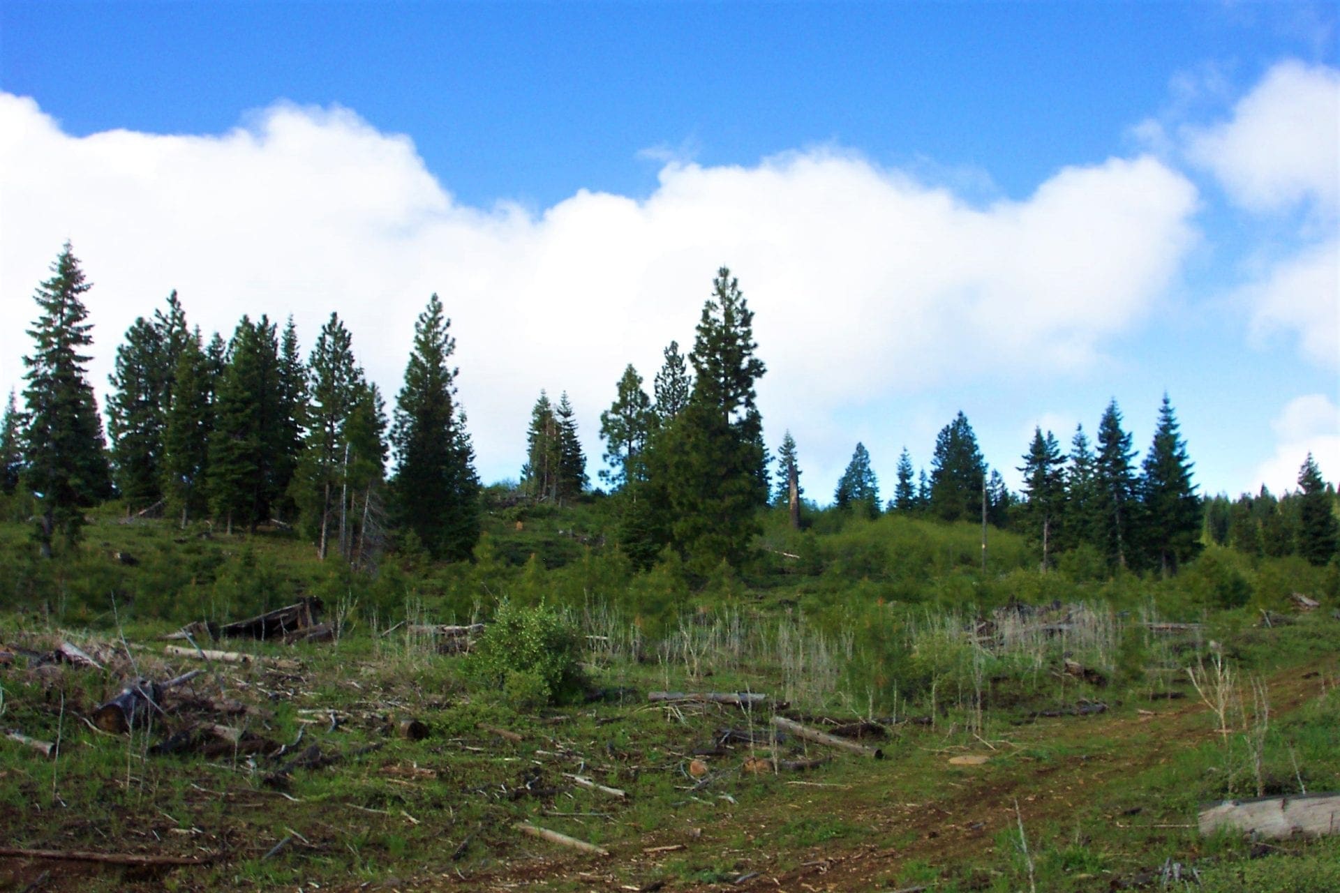 Gorgeous 10 Acre Ranchette Near Crater Lake with Old Growth Timber photo 3