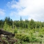 Thumbnail of Gorgeous 10 Acre Ranchette Near Crater Lake with Old Growth Timber Photo 4