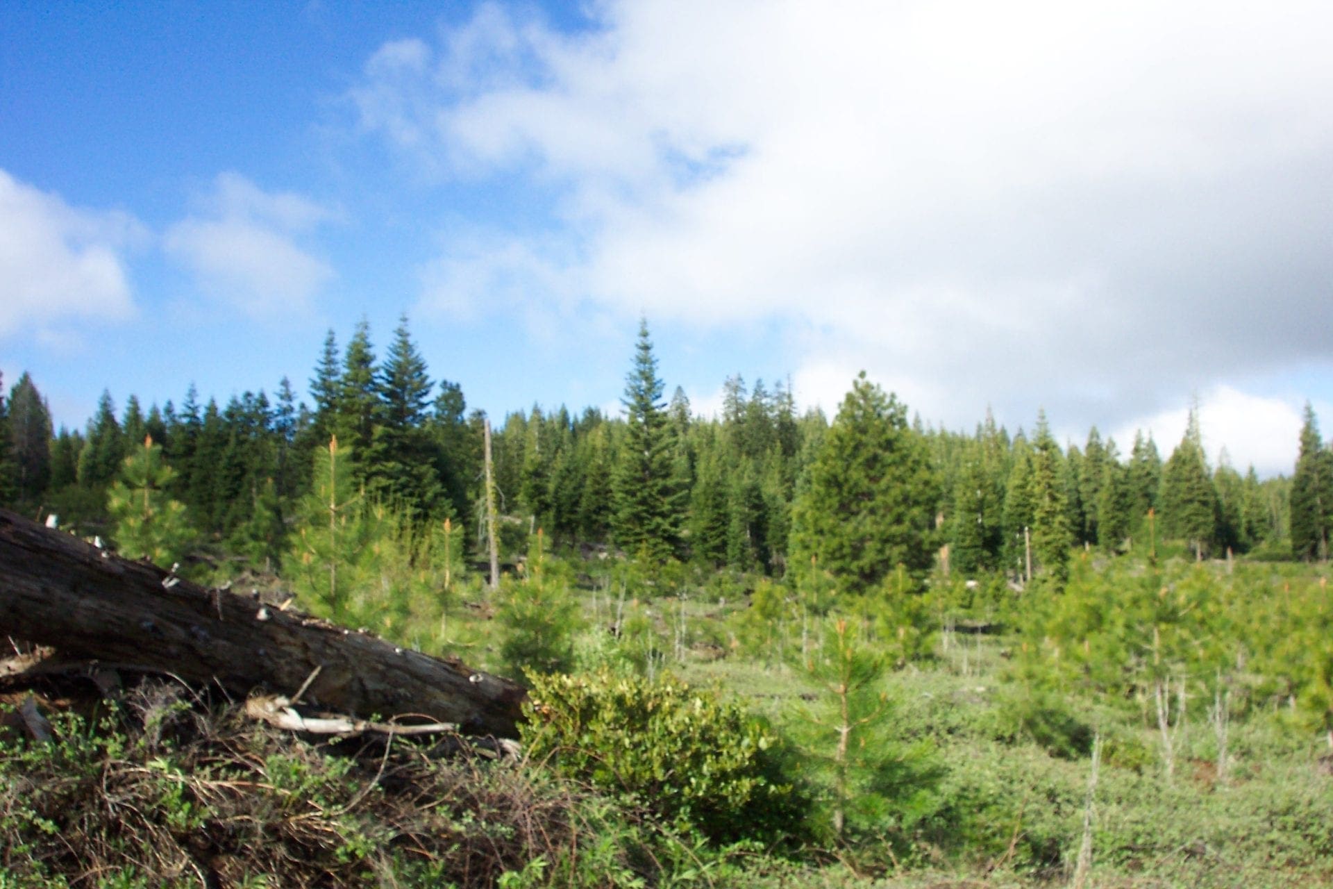 Gorgeous 10 Acre Ranchette Near Crater Lake with Old Growth Timber photo 4
