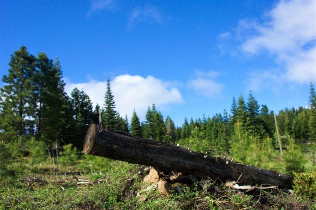 Large view of Gorgeous 10 Acre Ranchette Near Crater Lake with Old Growth Timber Photo 5