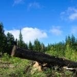 Thumbnail of Gorgeous 10 Acre Ranchette Near Crater Lake with Old Growth Timber Photo 5