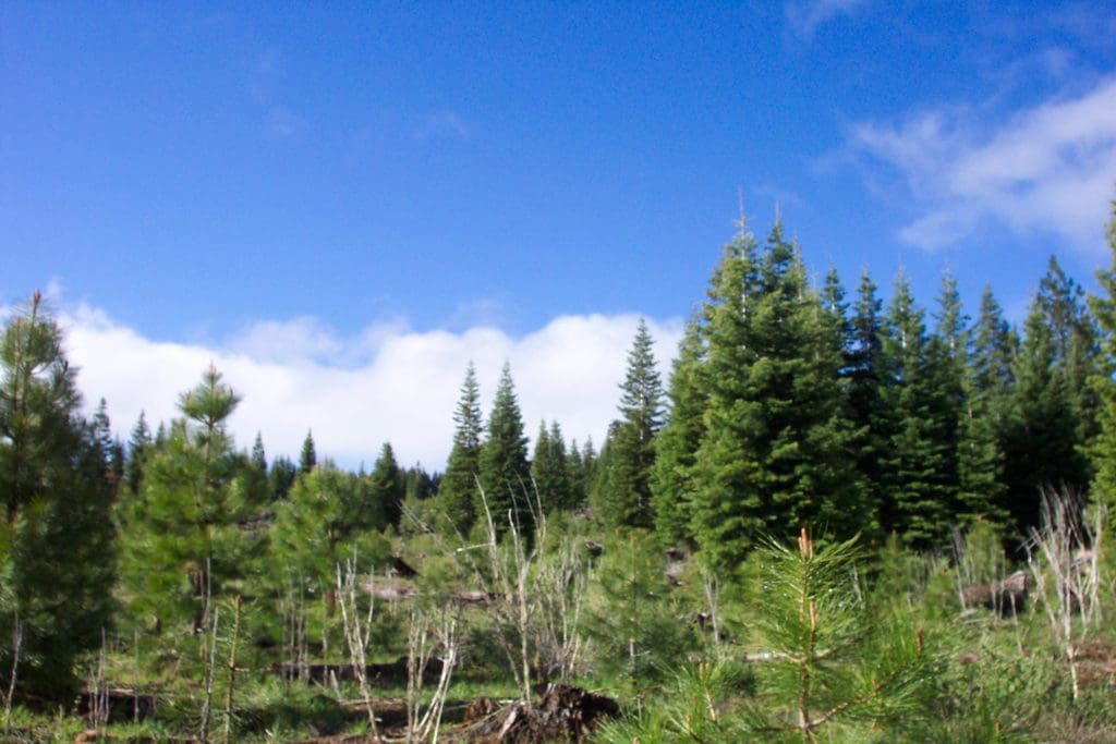 Large view of 4.70 ACRES~GORGEOUS OREGON RANCH LAND LOADED WITH OLD GROWTH TIMBER NEAR CALIFORNIA BORDER Photo 6