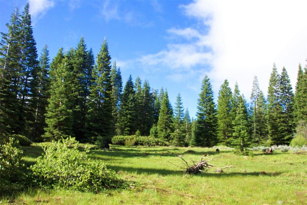 Large view of Gorgeous 10 Acre Ranchette Near Crater Lake with Old Growth Timber Photo 7