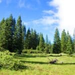Thumbnail of 4.79 ACRES IN KLAMATH COUNTY, OREGON ~ GORGEOUS MINI RANCH IN THE MOUNTAINS WITH TREES, VIEWS AND WIDE OPEN SPACES Photo 1