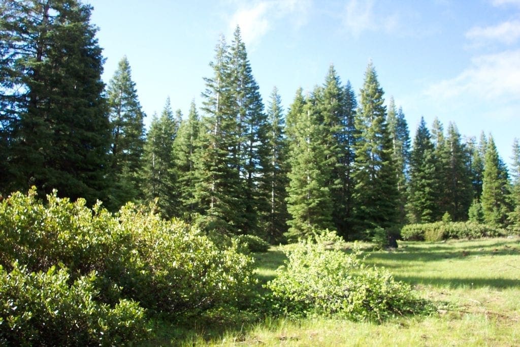 Large view of Gorgeous 10 Acre Ranchette Near Crater Lake with Old Growth Timber Photo 8