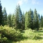 Thumbnail of Gorgeous 10 Acre Ranchette Near Crater Lake with Old Growth Timber Photo 8