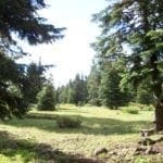 Thumbnail of Gorgeous 10 Acre Ranchette Near Crater Lake with Old Growth Timber Photo 9